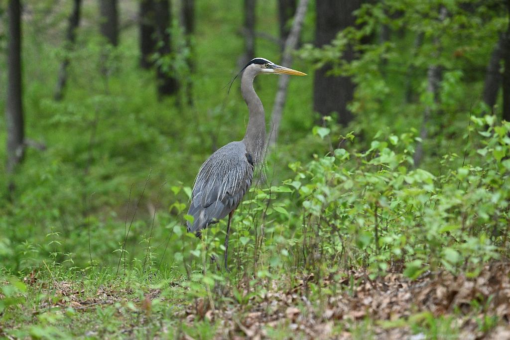 2025-05148529 Broad Meadow Brook, MA.JPG - Great Blue Heron. Broad Meadow Brook Wildlife Sanctuary, MA, 5-14-2025